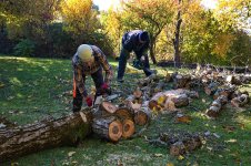 arborist-man-cutting-branches-with-chainsaw.jpg
