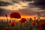 summer-poppies-in-norfolk-uk_t20_8ln8Ag.jpg