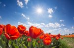 tulips-in-the-sun_t20_nmBKz8.jpg