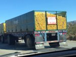 lemons.jpg
