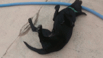 20190412_071909-ANIMATION.gif