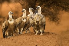 vultures.jpg