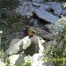 rish_abh88