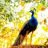 pranavgates27