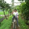 nauval