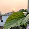 kgangadhar