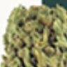 Herbalist – Medical Marijuana Store Website Template